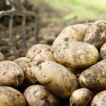 potatoes piled in a field