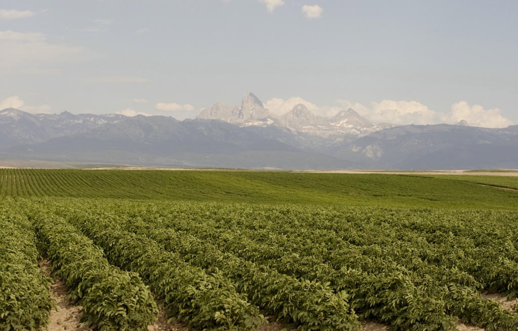 Potato Field Before Harvest